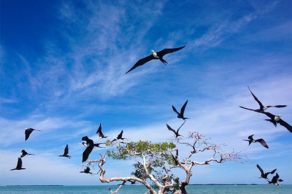 birds flying over the sandbar in the Florida Keys