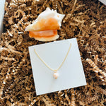 The Key West Conch Shell Gift Set